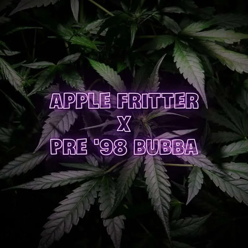 apple fritter x bubba kush seeds