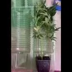 Custom Cannabis Teen Order | 12″+ Tall