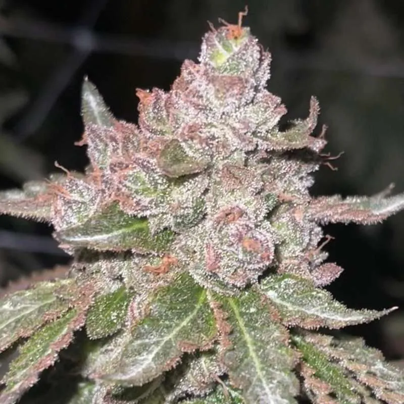 blue unicorn poop clones