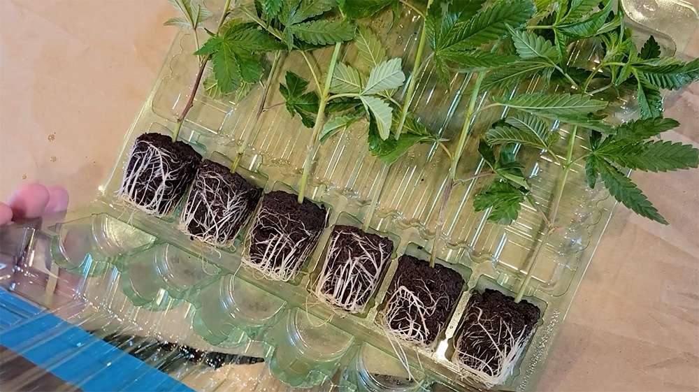 healthy cannabis clones