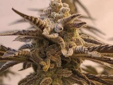 apple jax clones colorado