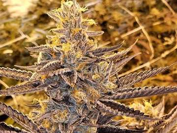 Bittersweet strain colorado springs