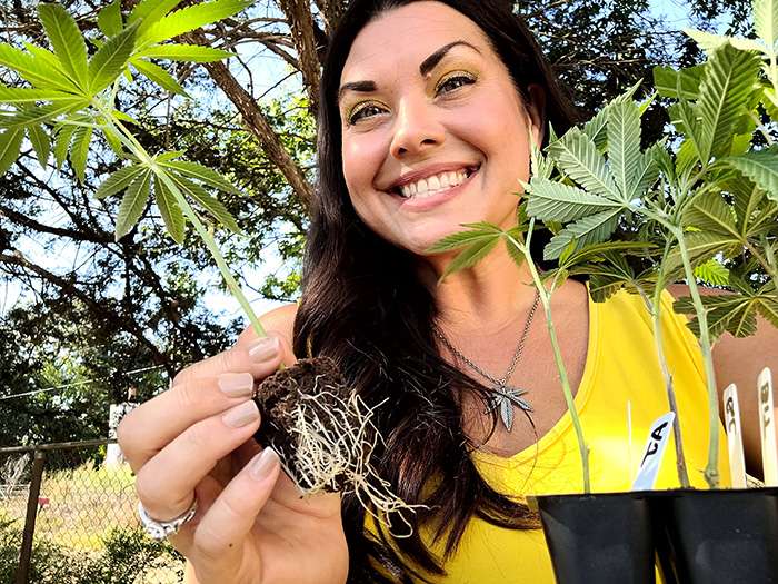marijuana clones colorado customer