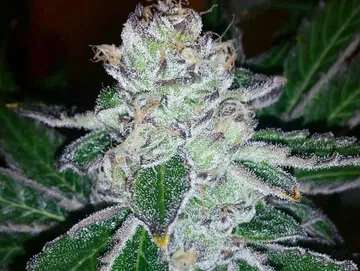 gas breath marijuana strain flowering