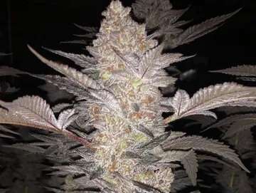 mimosa cannabis clones ohio