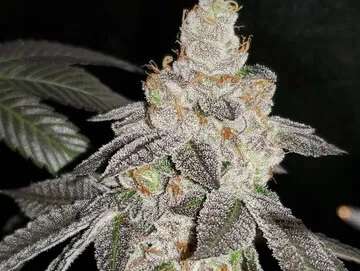 blue unicorn poop clones paterson