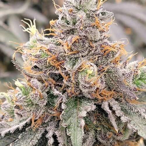 blue unicorn poop cannabis strain