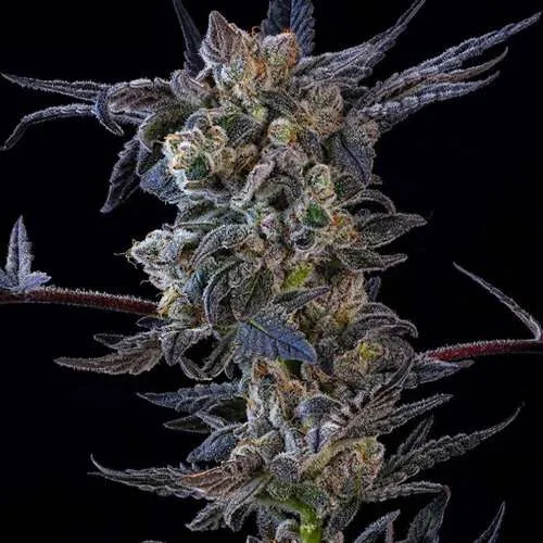 daily grape cannabis clone washington