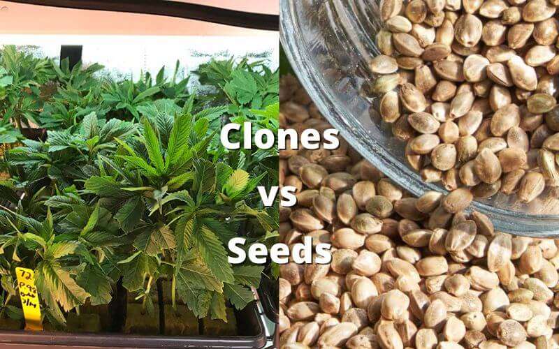 clones vs seeds side by side