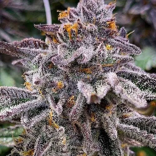 pink runtz clones boston