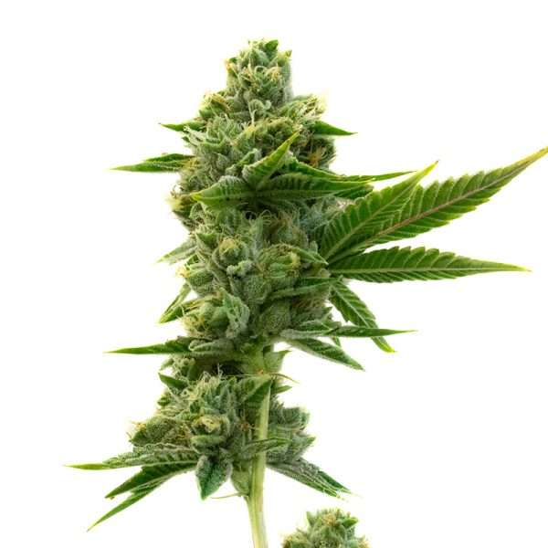 durban poison seeds feminized