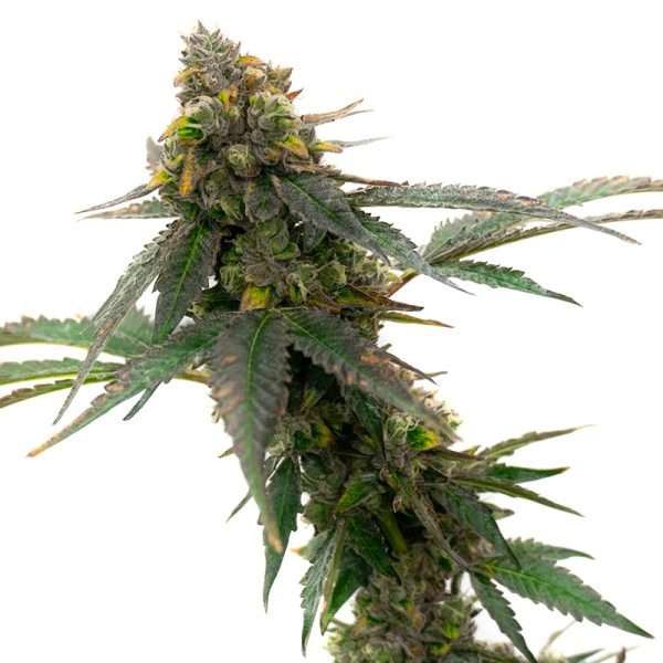 girl scout cookies seeds feminized