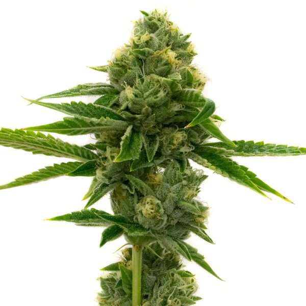 northern lights seeds feminized