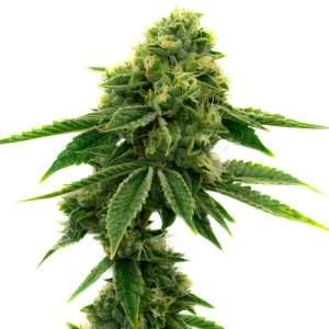 sour diesel seeds feminized
