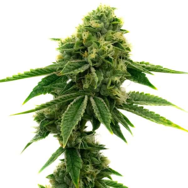 sour diesel seeds feminized