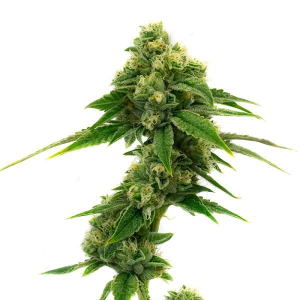 white widow autoflower seeds feminized