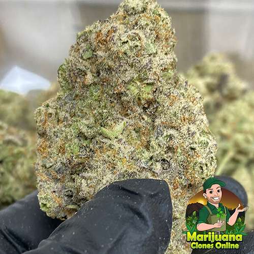 mac 1 bulk thca flower