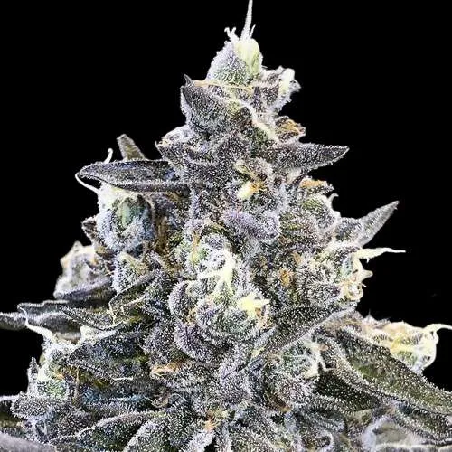 marijuana teens apple fritter