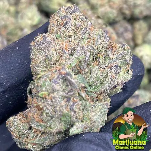 candy runtz thca flower pounds