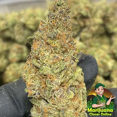 governmints thca flower wholesale