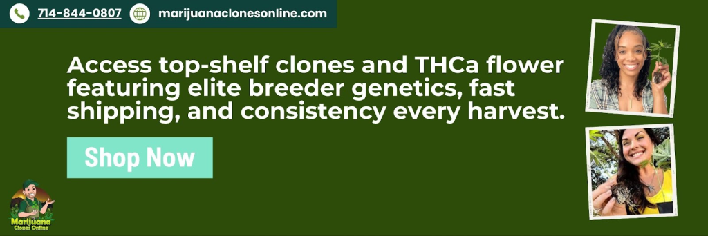 marijuana clones